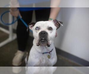 Bullboxer Pit Dogs for adoption in Mountain Home, AR, USA