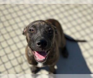 Black Mouth Cur-Unknown Mix Dogs for adoption in Tulsa, OK, USA