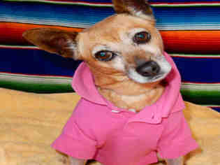 Medium Photo #1 Chihuahua Puppy For Sale in Upland, CA, USA