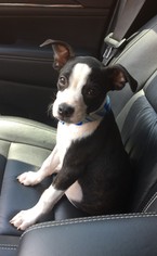 Small Boston Terrier Mix