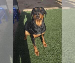 Rottweiler Dogs for adoption in HESPERIA, CA, USA