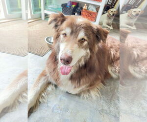 Alaskan Malamute-Unknown Mix Dogs for adoption in Anchorage, AK, USA
