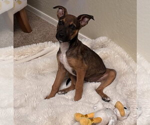 Mutt Dogs for adoption in Queen Creek, AZ, USA