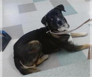 Siberian Husky-Unknown Mix Dogs for adoption in Oklahoma City, OK, USA