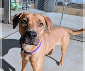 Labrador Retriever-Unknown Mix Dogs for adoption in Denver, CO, USA