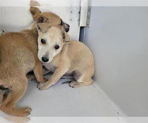 Collie-Unknown Mix Dogs for adoption in Houston, TX, USA