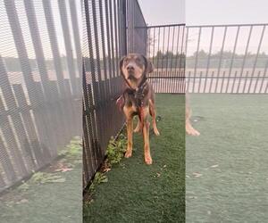 Labrador Retriever-Unknown Mix Dogs for adoption in Rockwall, TX, USA