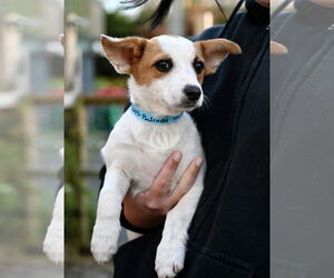 Chihuahua-Unknown Mix Dogs for adoption in Wakefield, RI, USA