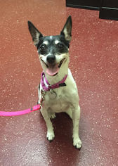 Rat Terrier Dogs for adoption in Fargo, ND, USA
