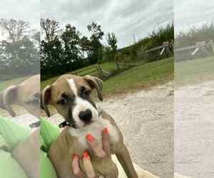 Mutt Dogs for adoption in Holly Springs, NC, USA