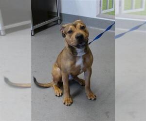 American Pit Bull Terrier-Unknown Mix Dogs for adoption in San Francisco, CA, USA