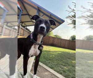 American Pit Bull Terrier-Unknown Mix Dogs for adoption in Plano, TX, USA