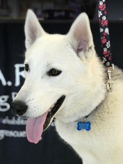 Alaskan Husky Dogs for adoption in Rancho Santa Margarita, CA, USA