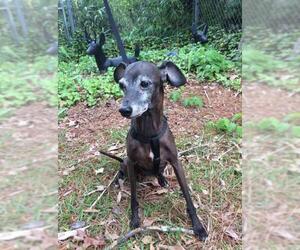 Italian Greyhound Dogs for adoption in Rocky Mount, NC, USA