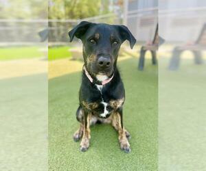 Labrador Retriever-Unknown Mix Dogs for adoption in Naples, FL, USA