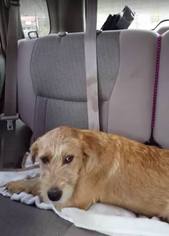 Medium Photo #1 Golden Retriever-Unknown Mix Puppy For Sale in Lewistown, PA, USA