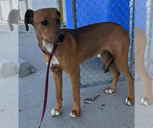 Rhodesian Ridgeback-Unknown Mix Dogs for adoption in Bakersfield, CA, USA