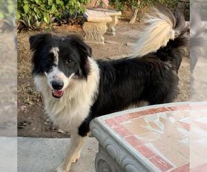 Border Collie Dogs for adoption in San Bernardino , CA, USA