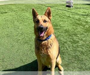 German Shepherd Dog Dogs for adoption in Orange, CA, USA