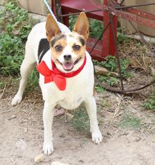 Rat Terrier Dogs for adoption in Bandera, TX, USA