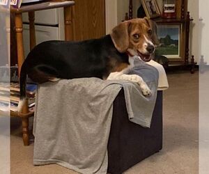 Beagle Dogs for adoption in Mouth Of Wilson, VA, USA