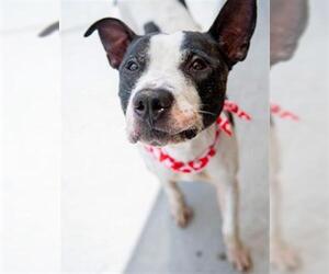 American Pit Bull Terrier-Unknown Mix Dogs for adoption in Tulsa, OK, USA