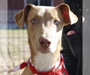 Labrador Retriever-Unknown Mix Dogs for adoption in San Antonio, TX, USA