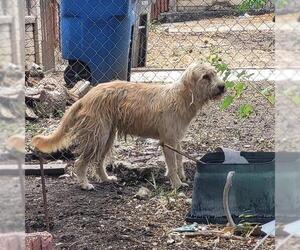 Mutt Dogs for adoption in San Antonio, TX, USA