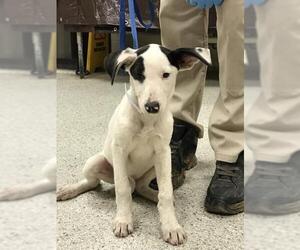 Lab-Pointer Dogs for adoption in Conroe, TX, USA