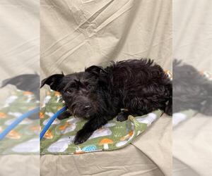Toy Fox Terrier-Unknown Mix Dogs for adoption in Modesto, CA, USA
