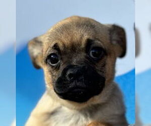 Chihuahua Dogs for adoption in Salinas, CA, USA