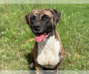 Mastiff-Unknown Mix Dogs for adoption in Tulsa, OK, USA