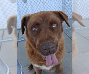 Labrador Retriever-Unknown Mix Dogs for adoption in Bakersfield, CA, USA