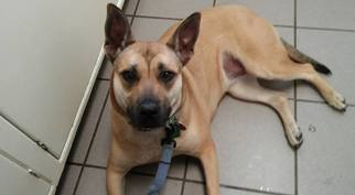 German Shepherd Dog-Unknown Mix Dogs for adoption in Monkton, MD, USA