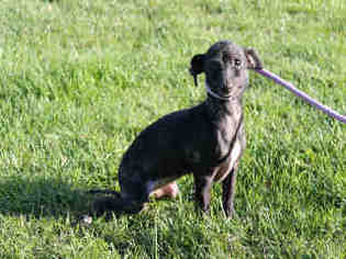 Chihuahua-Unknown Mix Dogs for adoption in Morgan Hill, CA, USA