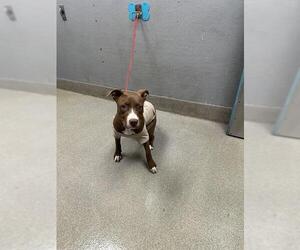 American Pit Bull Terrier-Unknown Mix Dogs for adoption in Las Vegas, NV, USA