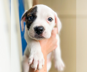 Boston Terrier Dogs for adoption in Guthrie, OK, USA