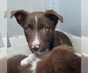 Border Collie-Unknown Mix Dogs for adoption in Alameda, CA, USA