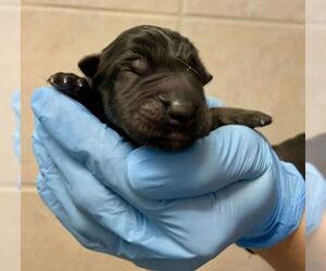 German Shepherd Dog Dogs for adoption in San Bernardino, CA, USA