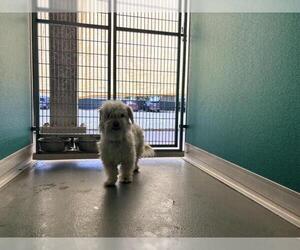 Cairn Terrier-Unknown Mix Dogs for adoption in Visalia, CA, USA