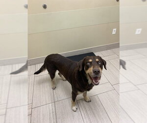 Australian Kelpie-Labrador Retriever Mix Dogs for adoption in Corpus Christi, TX, USA