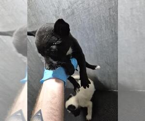 American Staffordshire Terrier-Unknown Mix Dogs for adoption in San Antonio, TX, USA