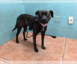 American Pit Bull Terrier Dogs for adoption in Downey, CA, USA