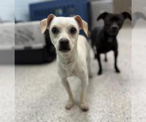 Chihuahua-Unknown Mix Dogs for adoption in Brighton, CO, USA