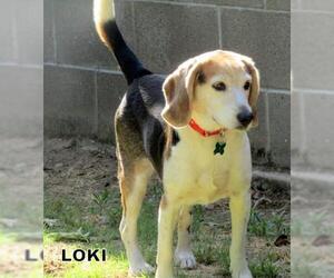 Beagle Dogs for adoption in Lindsay, CA, USA