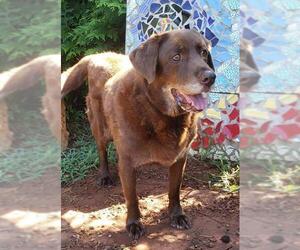 Labrador Retriever Dogs for adoption in Greenville, SC, USA