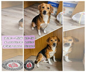 Beagle-Unknown Mix Dogs for adoption in Georgetown, KY, USA