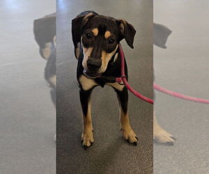 Chihuahua-Labrador Retriever Mix Dogs for adoption in Glen Allen, VA, USA