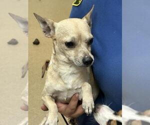 Chihuahua Dogs for adoption in Sacramento, CA, USA