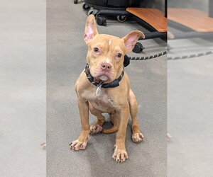 Mutt Dogs for adoption in Forestville, MD, USA